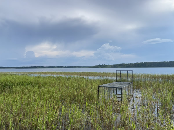 alligator traps