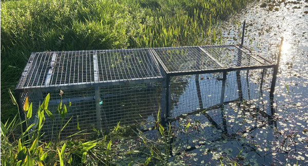live alligator