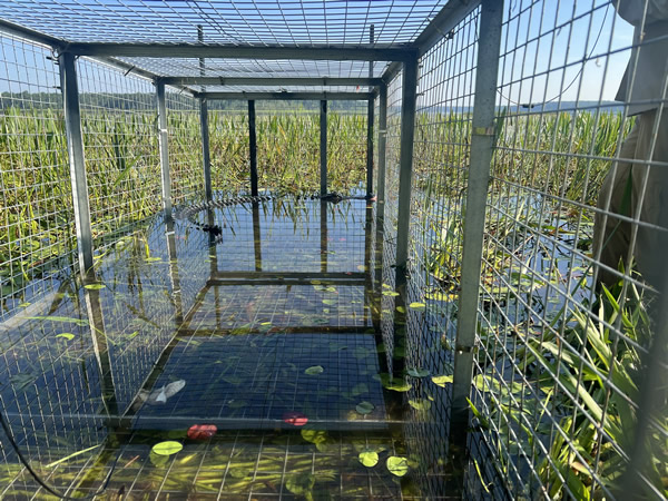 alligator traps