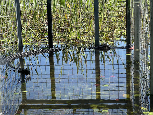 gator traps